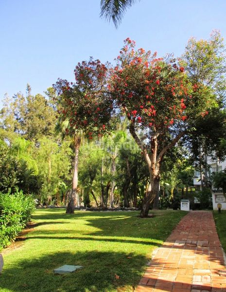 Ático en Avenida casarabonela (r marbella),. Atico en jardín tropical (Marbella, Málaga)
