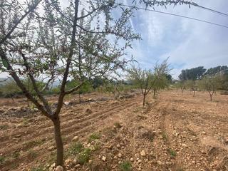 Finca rústica a Partida el molinar 10. Finca rústica cercana a les useres