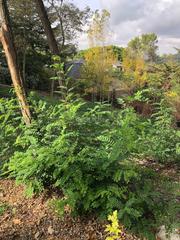 Residential Plot in Carrer de magarola 28. Terreno en venta en collserola (barcelona)