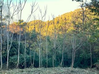 Terreny residencial a Carrer de magarola 28. Terreno en venta en collserola (barcelona)