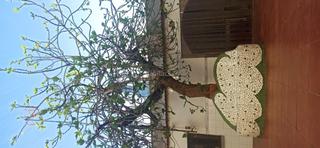 Casa adossada a Calle francisco pizarro 8. Casa muy luminosa en el centro del pueblo