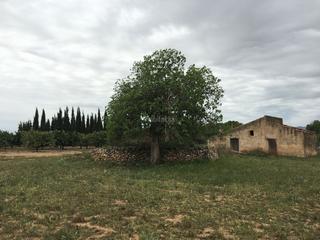 Finca rústica a Vial camino 3. Finca rústica con maset, con luz y agua