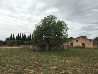 Rural plot in Vial camino 3. Maset, con luz y agua
