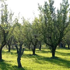 Finca rústica a Camino de las agonias alta 14. Finca ecológica de naranjos, olivos y almendros