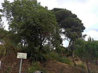 Wohngrundstück in Carrer júpiter 9. Terreno en lloret residencial