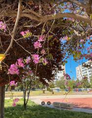 Miete Etagenwohnung in Carrer de la borrasca 10. Abstenerse inmobiliarias