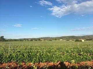 Finca rústica a Camí reial del frontó a la bassa del surco 11. Preciosa viña y olivos en les useres (castellón)