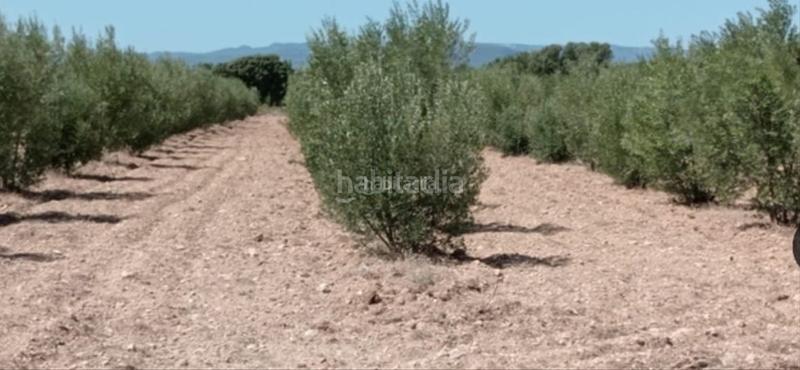 Foto 2f9192d9-7312-48a1-9e27-a94a0507f19d. Finca rústica en muralla de sant antoni 54 finca rústica de olivos en Valls