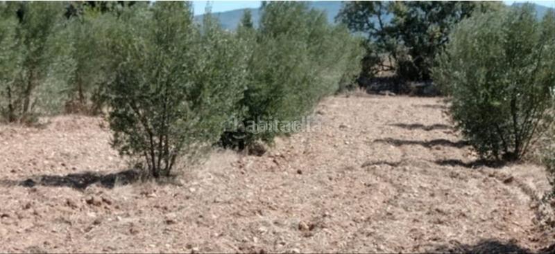 Foto 3d8eb0b9-e312-46b6-b163-f527dfb87cbe. Finca rústica en muralla de sant antoni 54 finca rústica de olivos en Valls