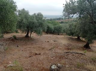 Propriété à Calle teniente 27. Finca olivar