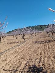 Rural plot in Calle de la rambla 11d. Terreno regadío para chalet en yecla