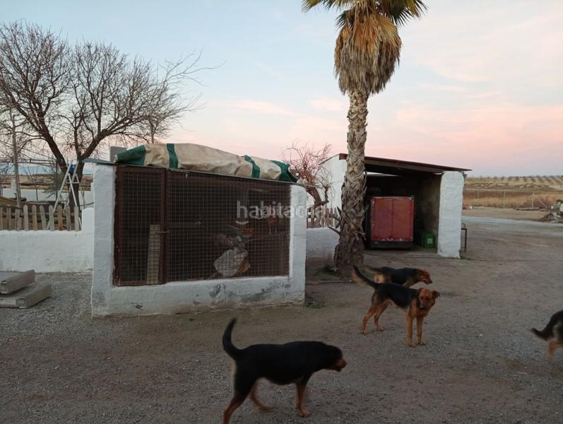 Foto 1e9afe4d-34be-457d-aa69-1e5191ab6469. Finca rústica a calle ciprés 11 a Baza