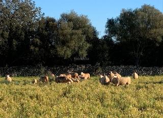 Rural plot in Carrer major 105. Finca en santa margalida
