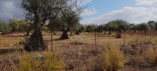 Finca rústica a Calle industrial el pabellón 3. Preciosa finca rustica en venta. jerez de los caba