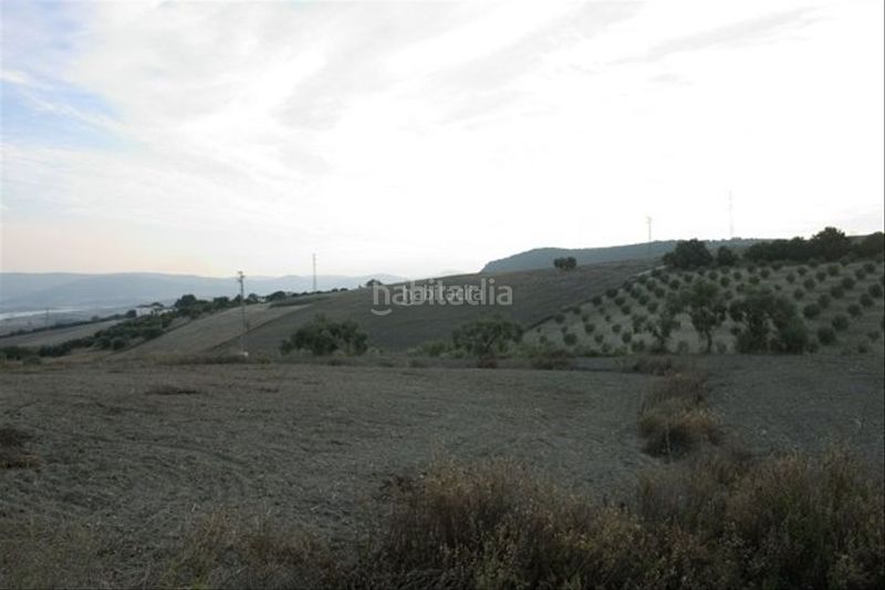 Foto abf3795b-7a5e-4a8b-a3b6-ea46a81027f3. Finca rústica a calle vicente escriba 1a a Arcos de la Frontera