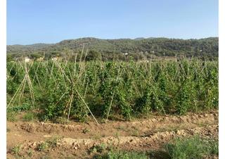 Finca rústica a Bv-5001 km 23. Finca de regadiu situada a la roca del vallès