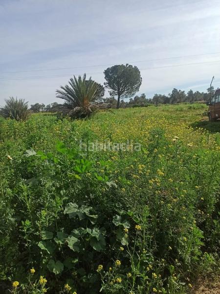 Foto a174819a-cd04-49cb-986c-45382c869c56. Finca rústica a calle del cañaveral 1 a Pedanías Norte Utrera
