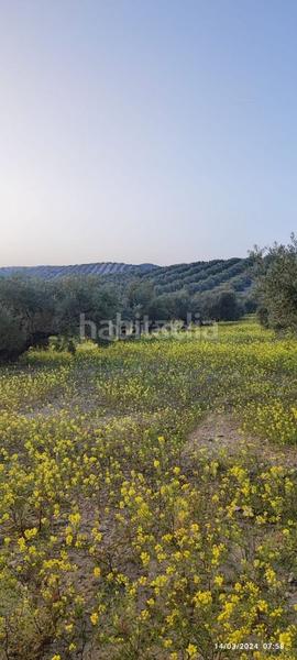 Foto 10896504-c2e5-416b-8024-2a2a5247ab0b. Finca rústica a plaza españa 14 a Cabra