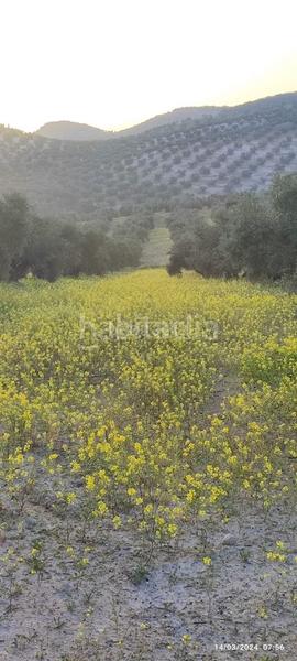 Foto 6be2549d-8f29-4eda-9543-359617e78727. Finca rústica a plaza españa 14 a Cabra