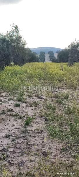 Foto 91f71c2e-dcb3-4145-bf56-c7b8e8f1992c. Finca rústica a plaza españa 14 a Cabra