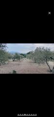 Finca rústica a Carrer sant sebastià 1. Olivar finca rústica