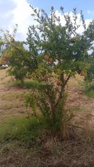 Propriété à Finca la calvilla 8. Finca ecológica 5 ha con vivienda reformada