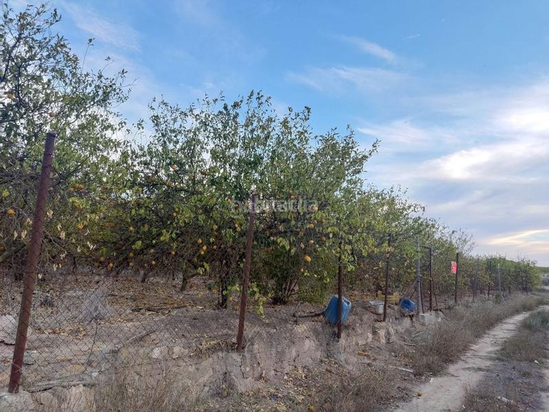 Foto 2e238eeb-43d9-4a77-aad8-1b667f7e5a65. Finca rústica a avenida de la estación 2 a Algorfa