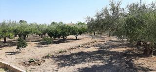 Finca rústica a Carrer de l'alcalde paco montes 43. Terreno cerca de la ciudad