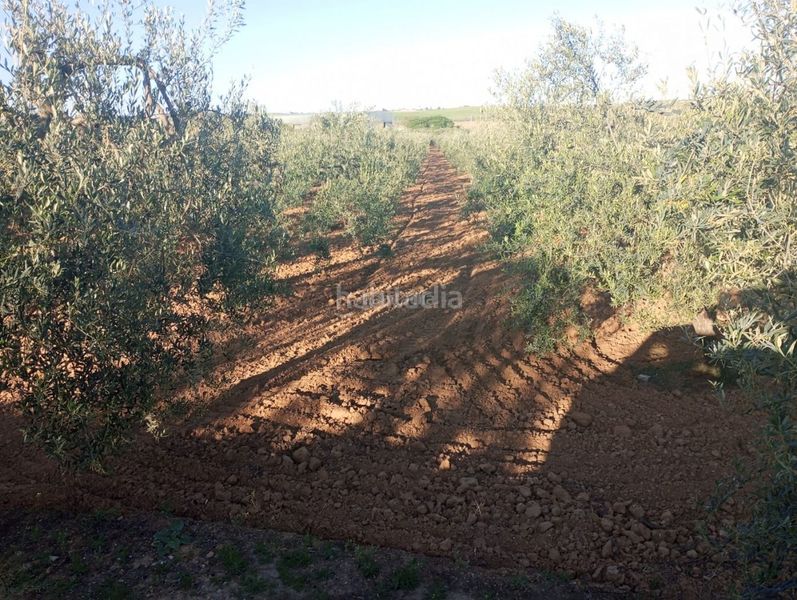 Foto 91980733-8389-4518-b5a0-048c0fbf4c76. Finca rústica a calle 4 del sector c-5 47 a Colegio Europa Espartinas