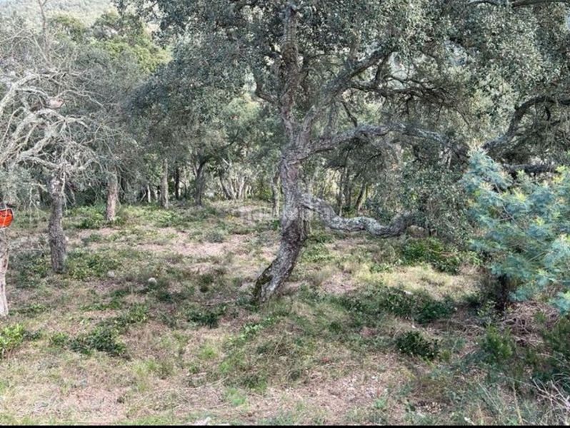 Foto ee6e21d6-008a-4dfd-b28a-67c1a906a9f6. Residential plot in carrer penya de les cols 67 in Llagostera