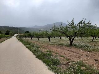 Finca rústica a Diseminado hondares 192. Se vende finca de secano de almendros 7 hectáreas