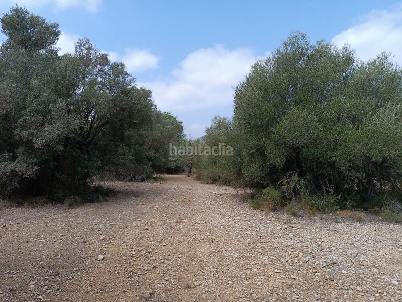 Foto 84a1be40-5828-463d-be2a-301f7135a56d. Finca rústica a carrer de sant llorenç 3 a Jesús - Els Reguers Tortosa
