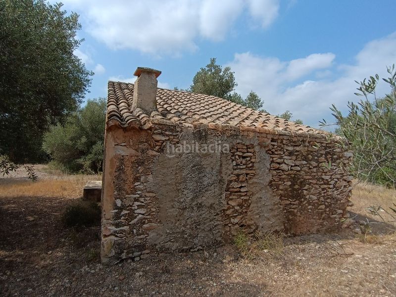 Foto d5616643-f24d-4f0c-b5b4-2607913f7049. Finca rústica a carrer de sant llorenç 3 a Jesús - Els Reguers Tortosa