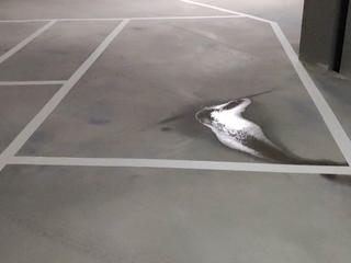 Miete Autoparkplatz in C. cervantes,2 zona pajarita 1. Se alquila garage, zona altozano, en albacete