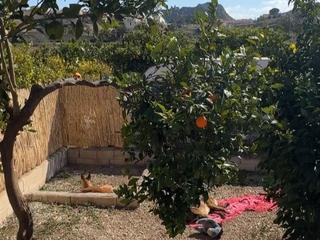 Finca rústica a Avenida reyes de españa 41. Campo en ulea