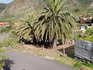 Finca rústica a Calle de las palmas 342. Oportunidad única en buenavista del norte