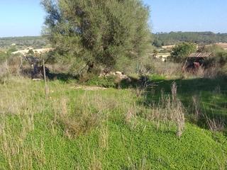Rural plot in Son manera 9. Terreno rustico una preciocidsd