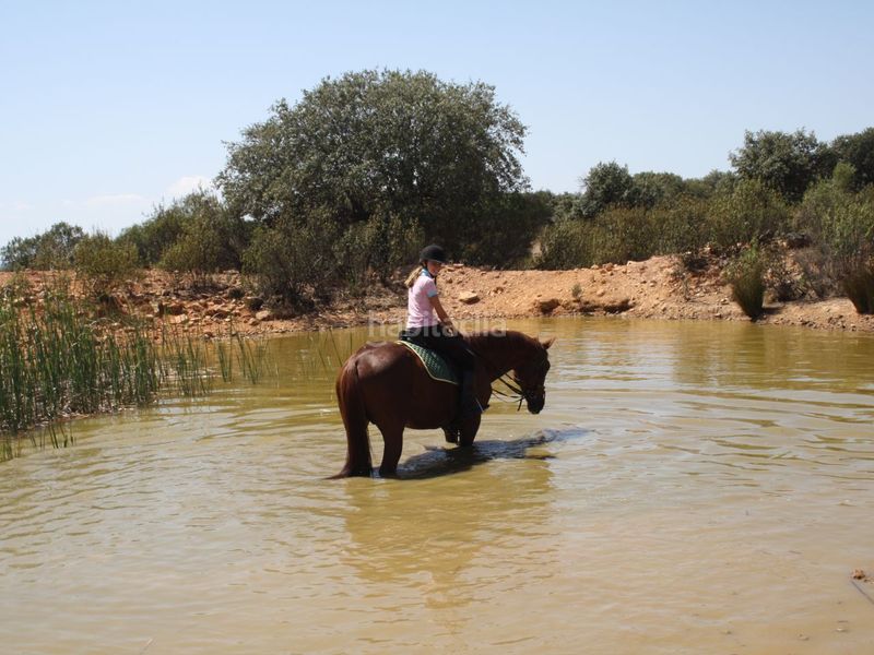 Foto 388284fc-9006-477c-881d-8f23422332a0. Finca rústica a cm-403 50 a Porzuna