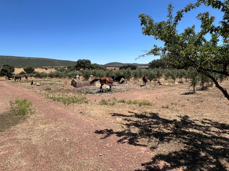 Foto 5f04bcea-00ea-4447-91ab-bce794fbd96d. Finca rústica a cm-403 50 a Porzuna