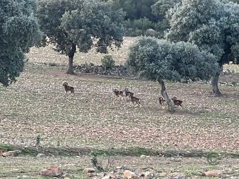 Foto 9206a925-16de-4ac8-b0f0-865fa4391e91. Finca rústica a cm-403 50 a Porzuna