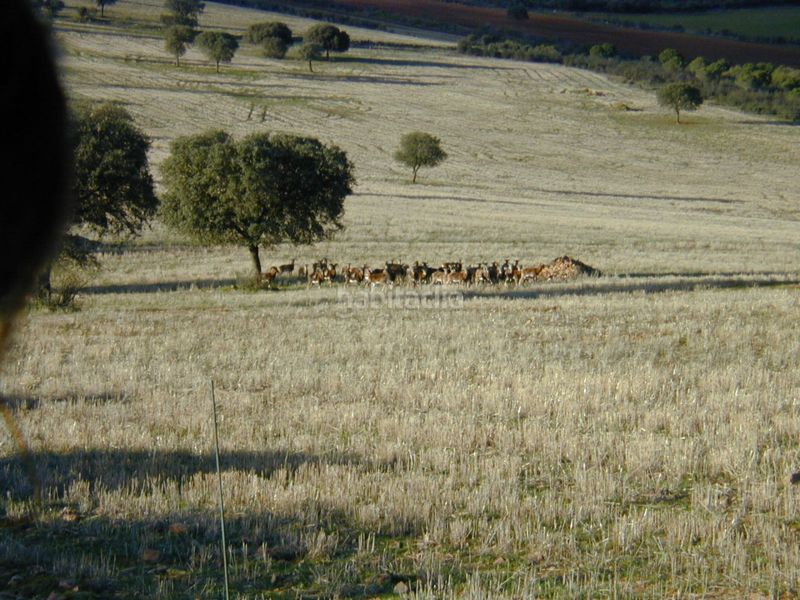 Foto c1d8c148-7246-4342-82f1-cacb821b2f94. Finca rústica a cm-403 50 a Porzuna