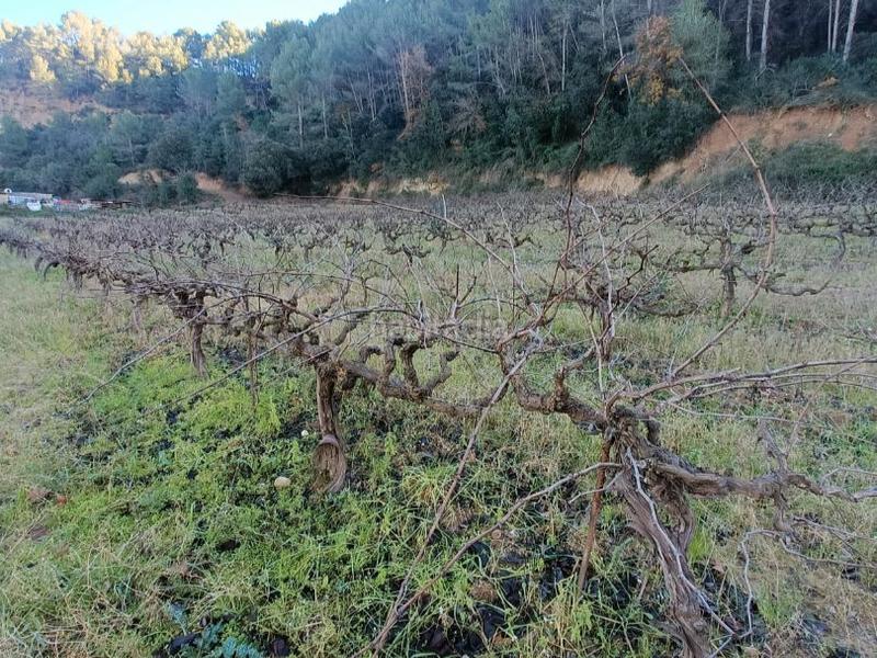 Foto f77bdc30-95db-4a81-abe2-6844add67490. Finca rústica a carretera de piera 1 a Nucli Urbà Esparreguera