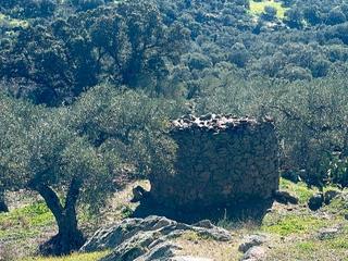 Finca rústica a Calle hernán cortés 1. Caseta y olivar 120 olivos