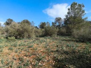 Finca rústica a Urb. punta 1. ?? terreno 19.847m2 urbanizable en algaida ??