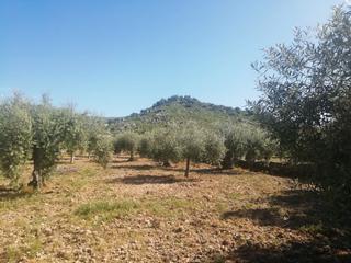 Finca rústica a Cervantes 80. Olivar, higueras, área de recreo