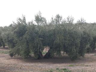 Finca rústica a Carretera madrid cadiz 298. Se vende finca de olivos en bailén