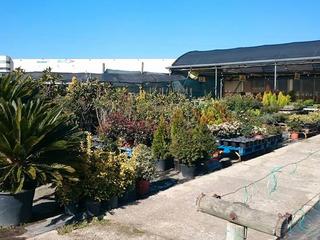 Traspàs Local Comercial a B-140, 37, zona industrial 37. Traspaso centro de jardineria y servicios de jardineria y paisaj