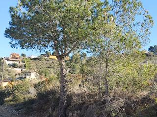 Terreny residencial a Ebre 1