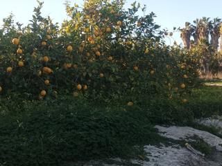 Propriété à Lugar arneva  116. Venta de finca de limoneros