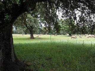 Finca rústica a Rosario marquez 17 bajo. Campo excelente con acceso carretera